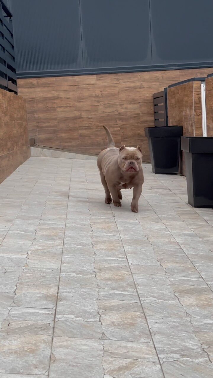 Instagram post from bully_lab_serbia. This post is in position 4.