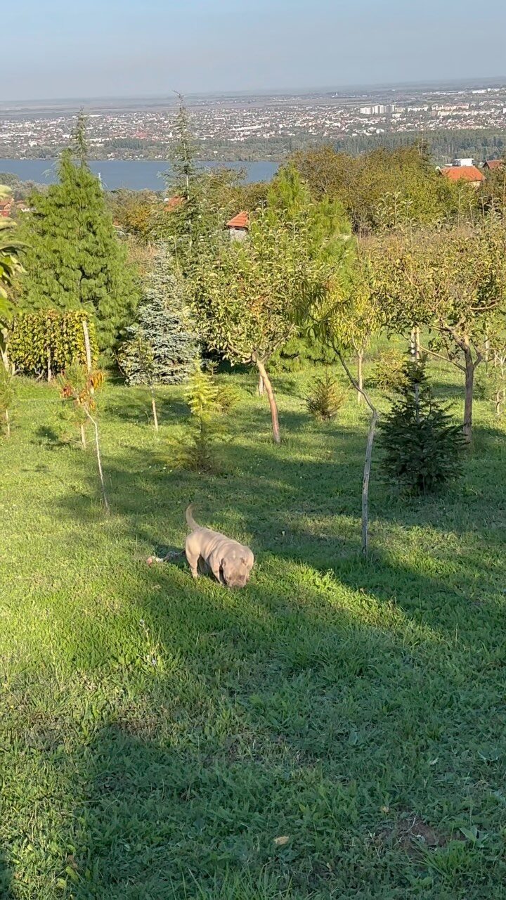 Instagram post from bully_lab_serbia. This post is in position 3.