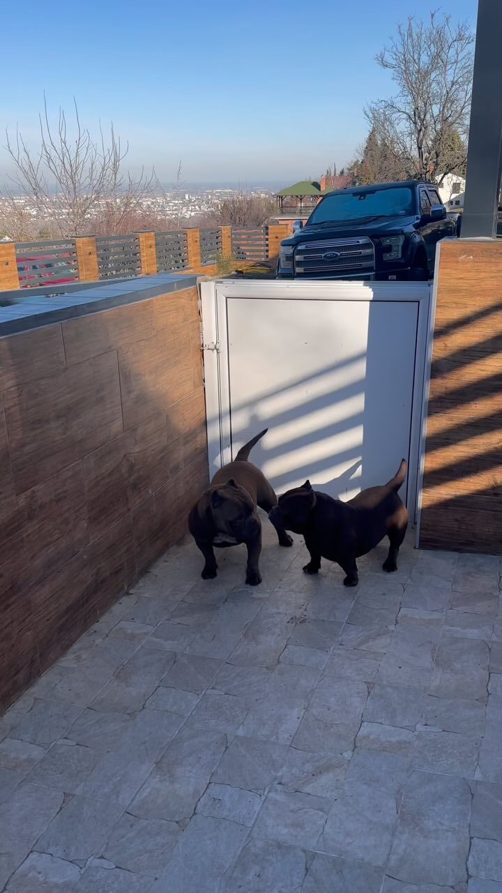 Instagram post from bully_lab_serbia. This post is in position 1.